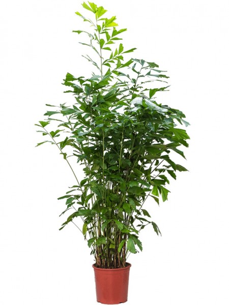 Caryota mitis 190 cm - Fischschwanz Palme