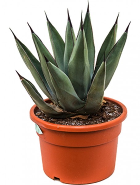 Agave nigra . schwarze Agave
