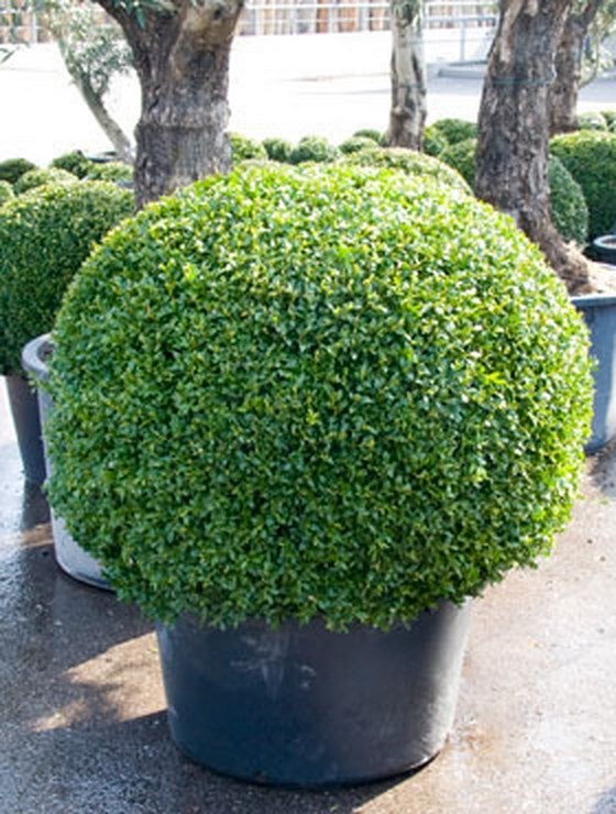 Buxus Kugel | Terrapalme Heim- und Gartenshop