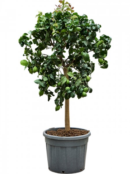 Citrus lemon carrubaro - Carrubaro Zitrone