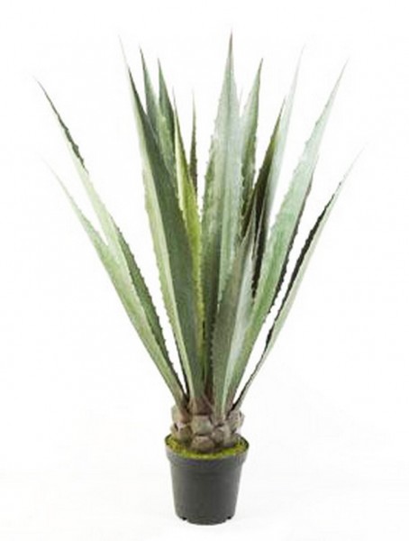 Agave Stamm Giant 130 cm