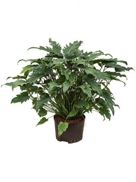 Philodendron xanadu