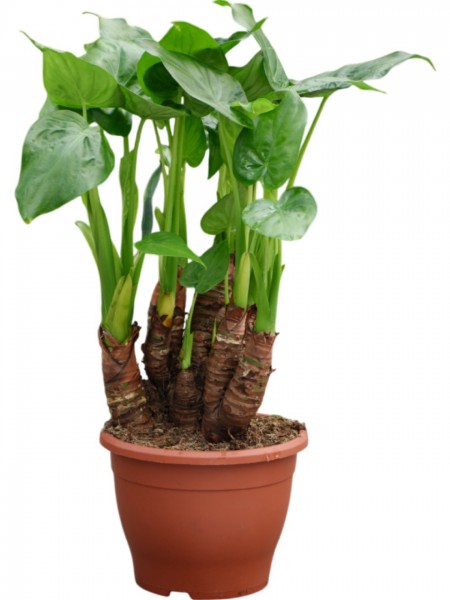Alocasia cucullata multistamm