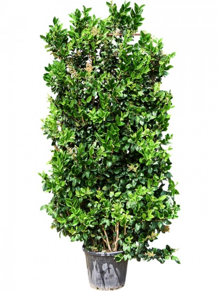 Ligustrum japonicum texanum - Texas Liguster