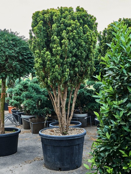 Taxus baccata - Fastigiata David verzweigt