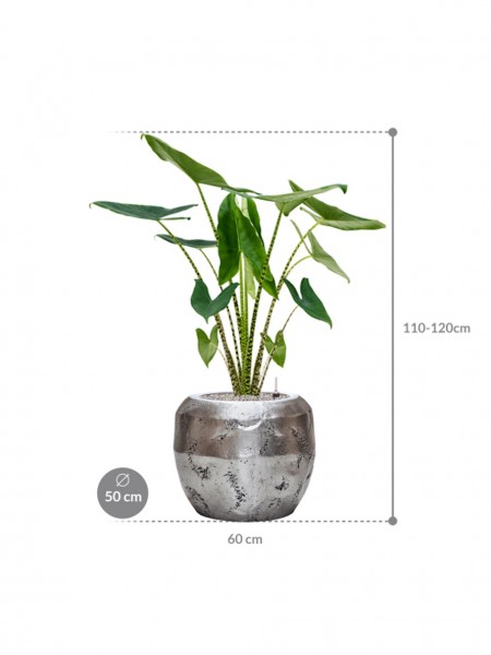 Alocasia zebrina bepflanzt 120 cm im Opus Raw Pflanzkübel