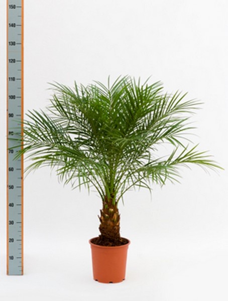 Phoenix roebelenii - Zwergdattelpalme