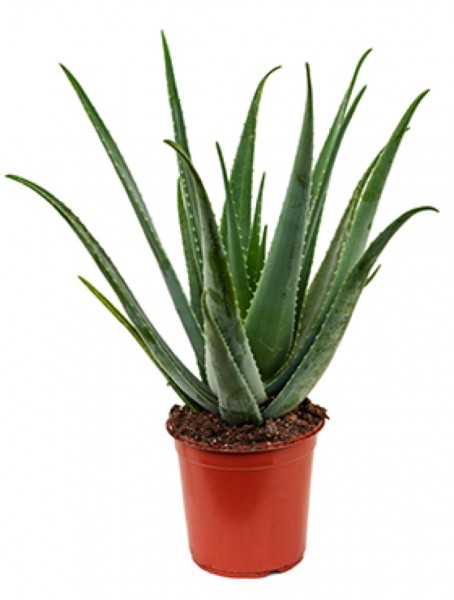 Aloe vera barbadensis