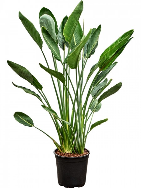 Strelitzia reginae - Paradiesvogelblume 140 cm
