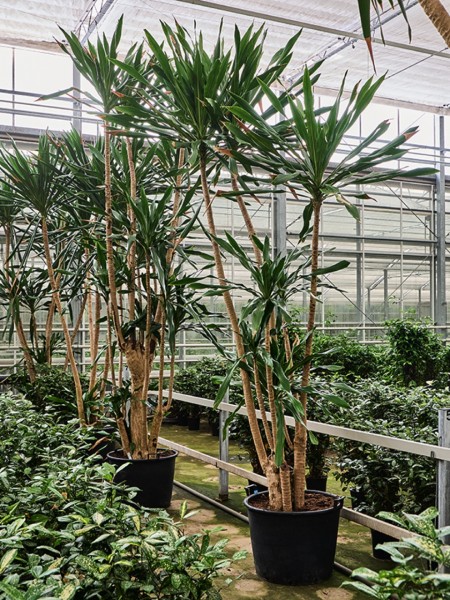 Dracaena gymea - Multistamm