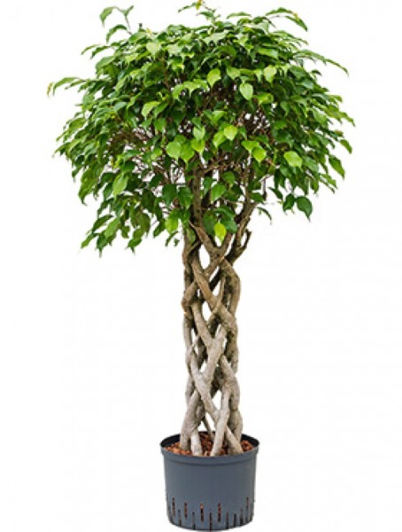 Ficus benjamina columnar - Open window 120 cm