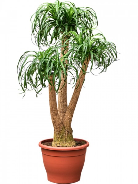 Beaucarnea recurvata 130 cm - Flaschenbaum