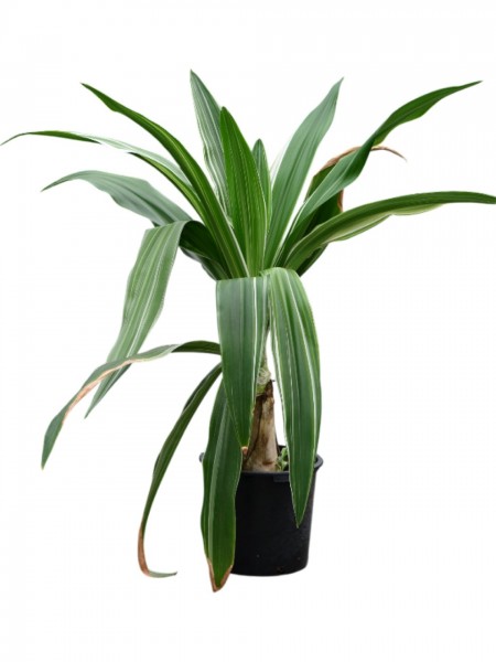 Crinum asiaticum - Asiatische Hakenlilie