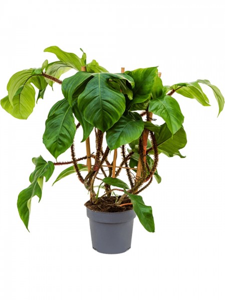 Philodendron squamiferum Gestell
