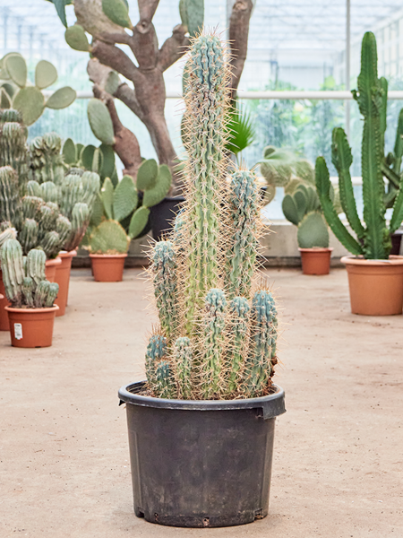 Browningia hertlingiana verzweigt