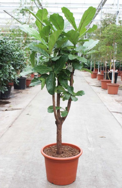 Ficus lyrata 210 cm - Geigenfeige verzweigt