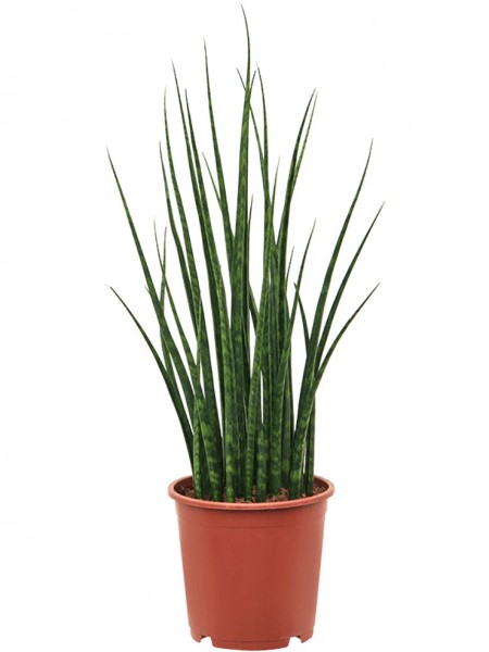 Sansevieria Fernwood Mikado