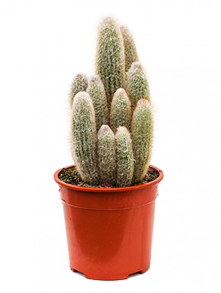 Austrocephalocereus dybowskii