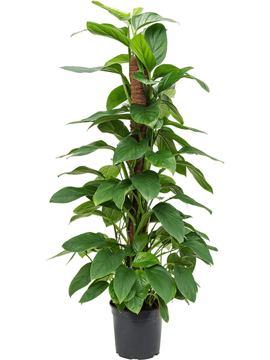 philodendron mit haaren Live Philodendron Squamiferum