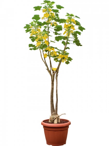 Uncarina decaryi verzweigt 120 cm