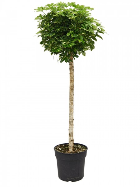 Schefflera gold capella - Strahlenaralie Baum