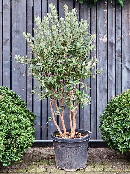 Acca sellowiana - Ananasguave 190cm