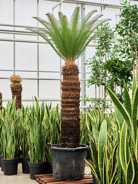 Cycas revoluta 220 cm - Palmfarn