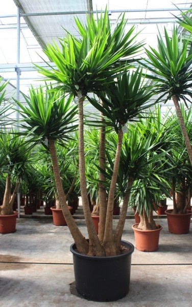 Yucca elephantipes verzweigt