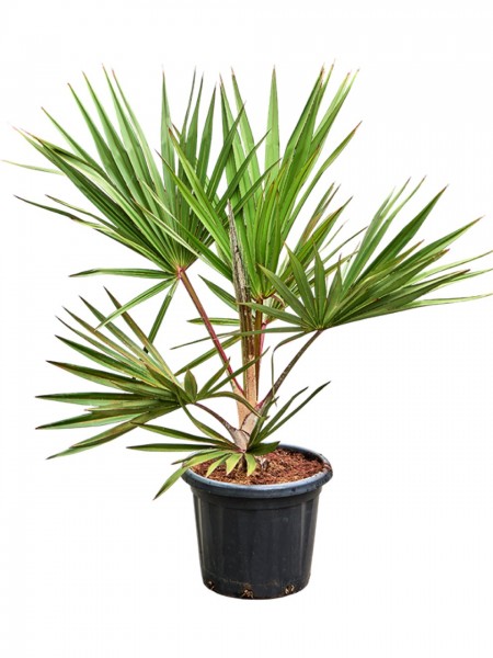 Latania lontaroides - Rote Latanpalme