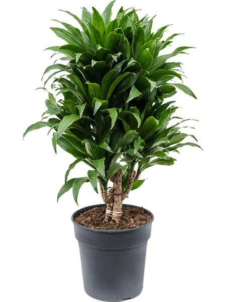 Dracaena compacta - Drachenbaum verzweigt