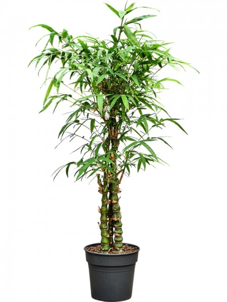 Bambusa ventricosa - Bambus Multistamm