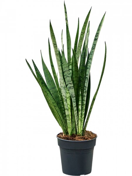 Sansevieria Silver princess
