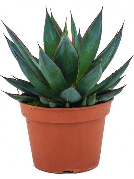 Agave shaka zulu