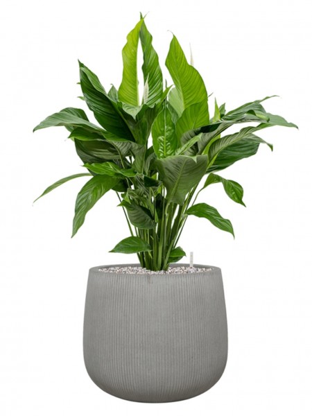 Spathiphyllum Sweet Lauretta 95 cm im Ridged Vertically Pflanzkübel