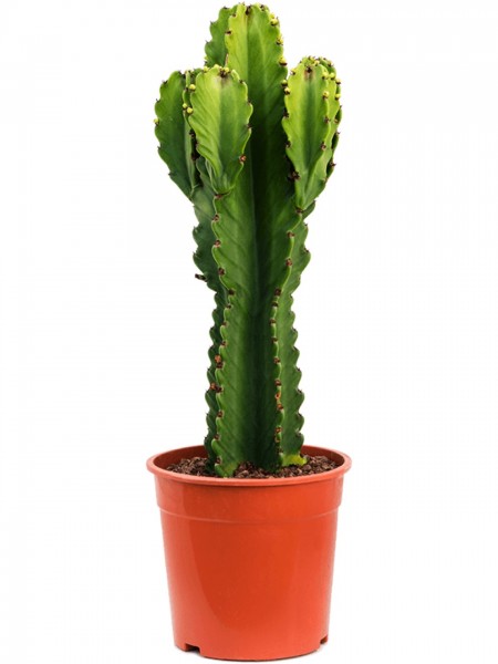 Euphorbia ingens 90-100cm