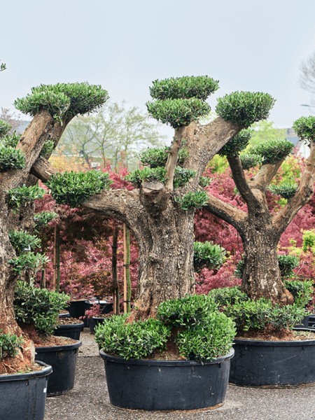 Olea europaea - Multikrone verzweigt