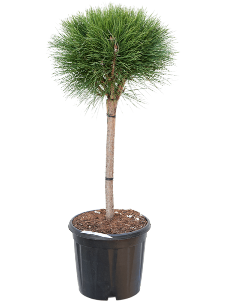 Pinus nigra - Summer Breeze