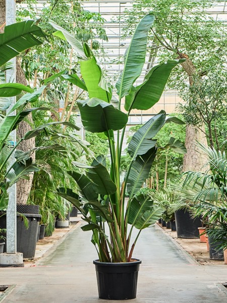 Strelitzia nicolai 390 cm - XL