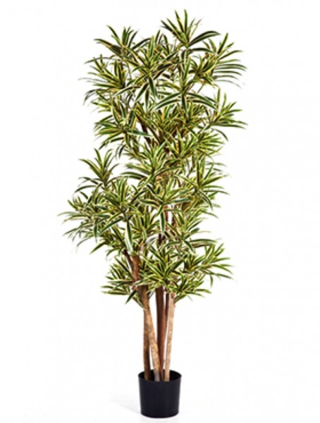 Pleomele song of india - schwer entflammbar & UV sicherer Kunstbaum 150 cm