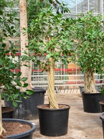 Beaucarnea recurvata 200 cm - Elefantenfu | Terrapalme Heim- und Gartenshop
