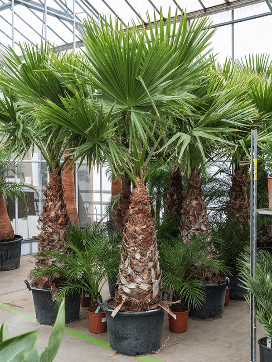 Washingtonia robusta 250 cm - Fächerpalme | Terrapalme Heim- und Gartenshop