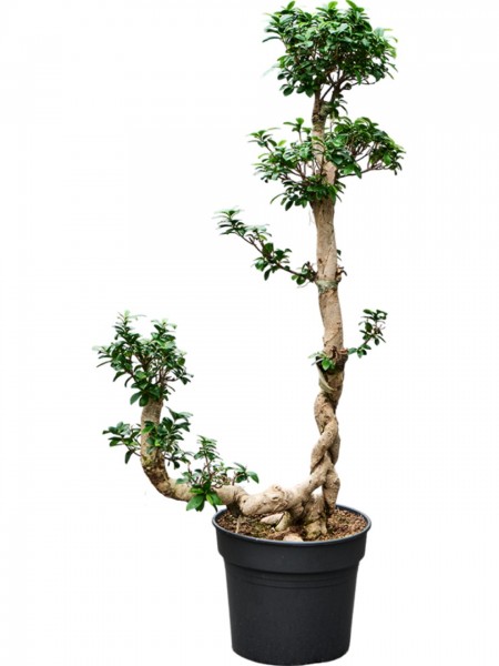 Ficus microcarpa compacta - Bonsai Cascade