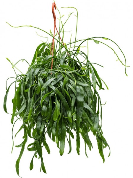 Rhipsalis ramaloris Ampel