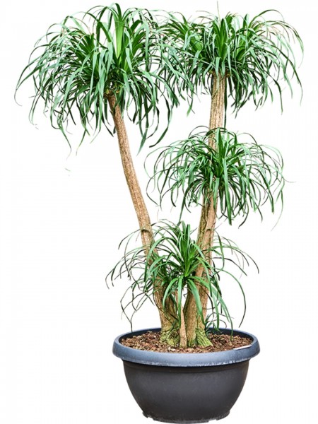Beaucarnea recurvata 200 cm - Elefantenfuß