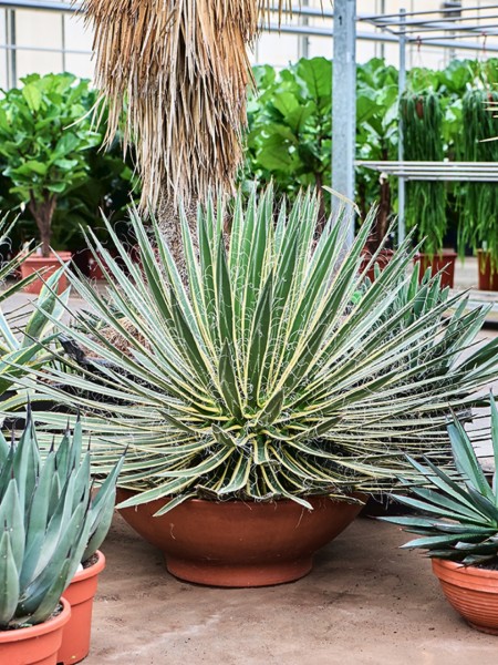 Agave geminiflora variegata