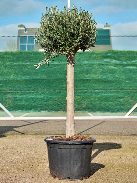 Olea europaea - Olivenbaum