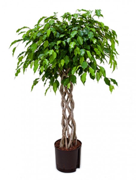 Ficus benjamina columnar - Open window