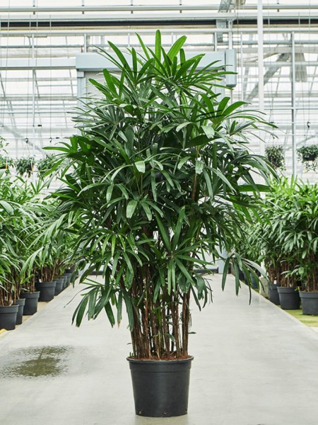 Rhapis excelsa 230 cm