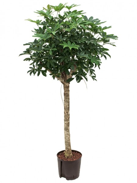 Schefflera arboricola compacta - Zwergschirmbaum