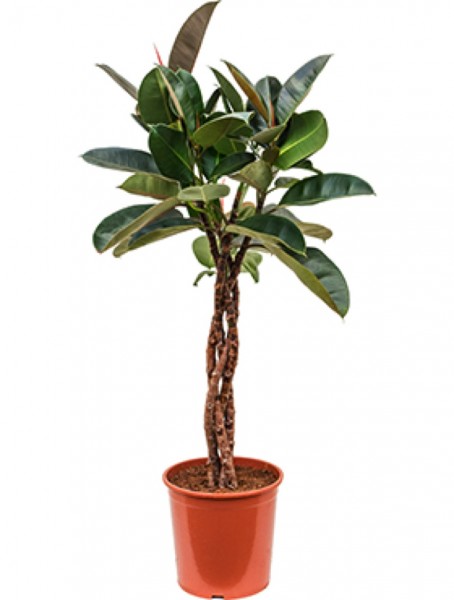 Ficus robusta mit geflochtenem Stamm